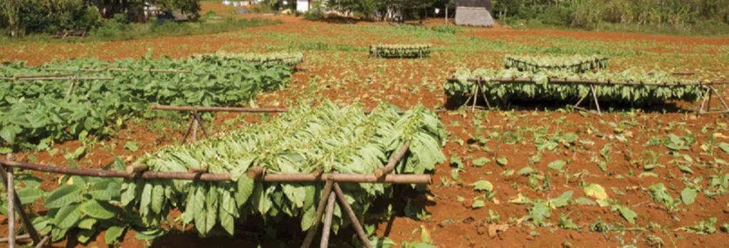 Tobacco leaves drying