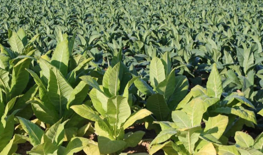 Close-up of Burley tobacco leaves ready for blending