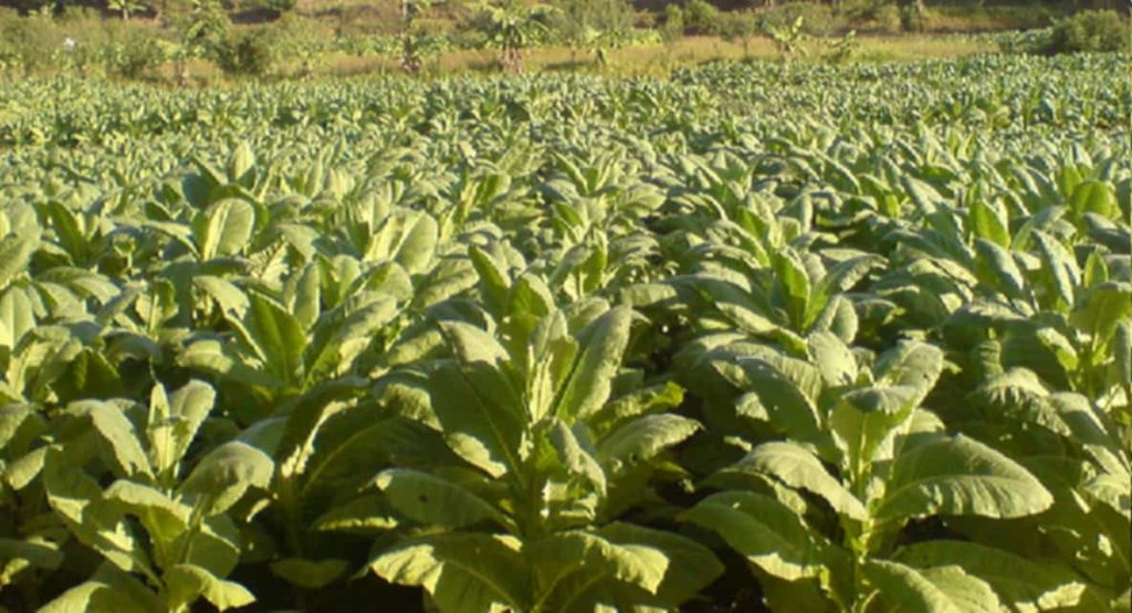Traditional Greek tobacco farm